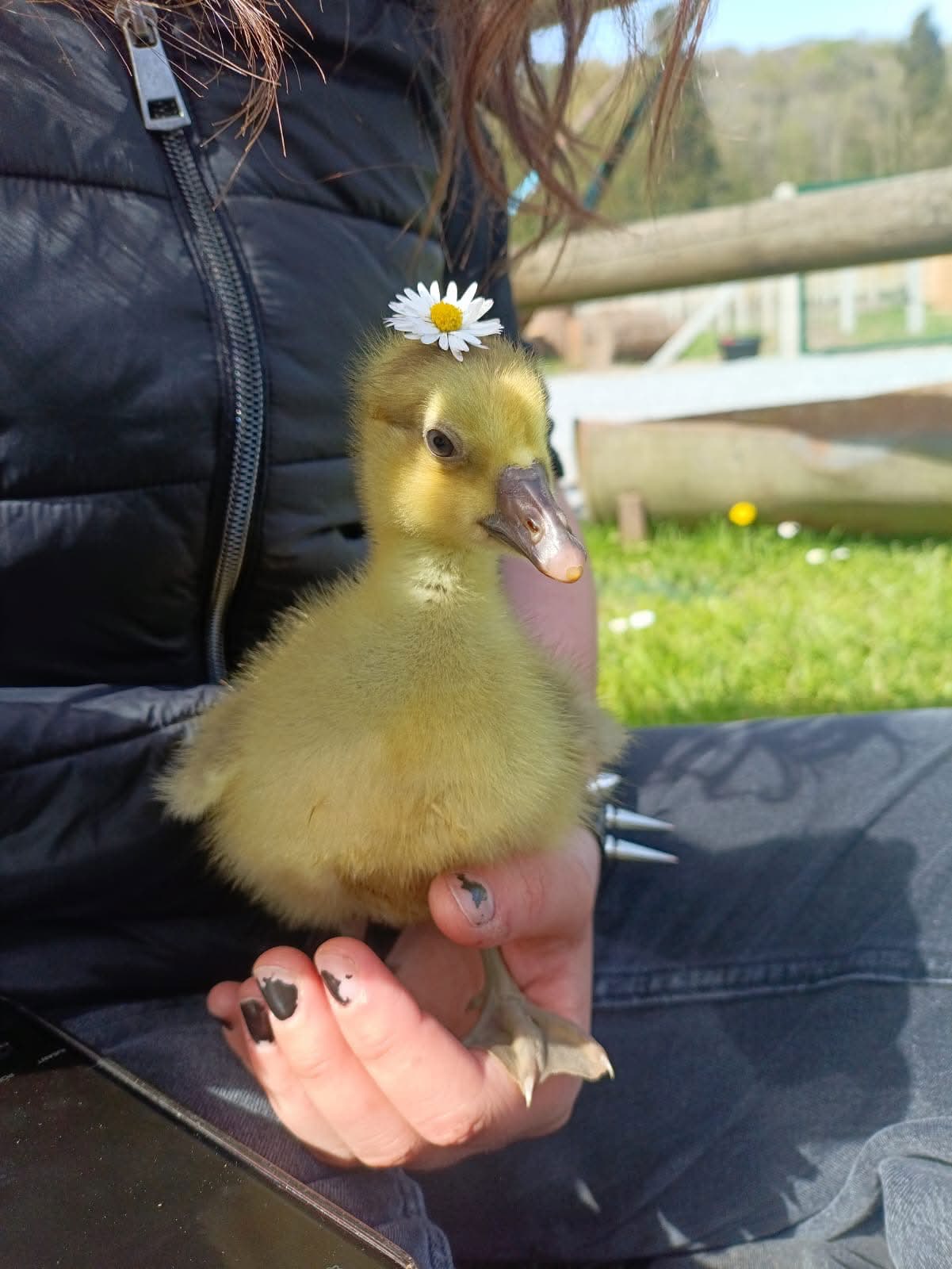 Photo de Inauguration de la ferme pédagogique & Fête du Muguet