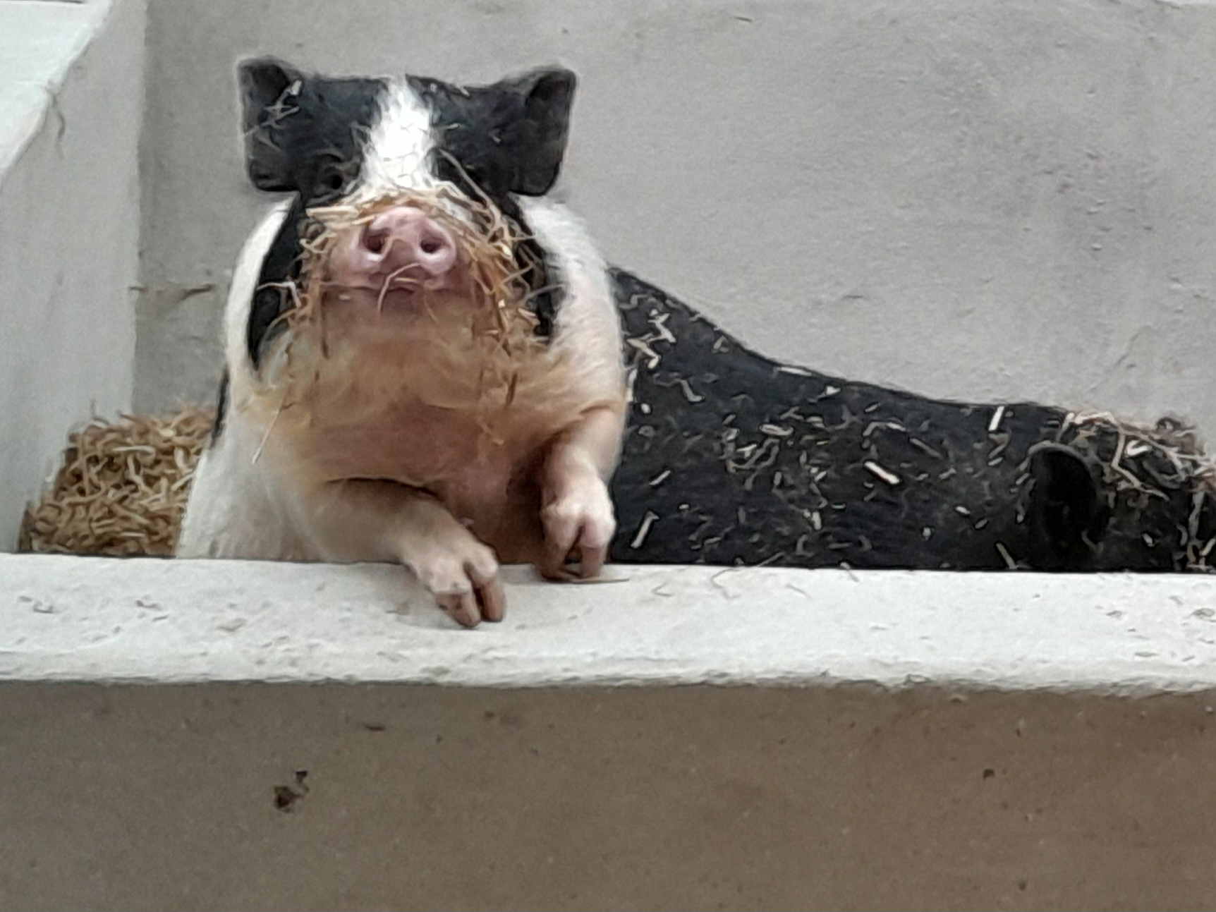 Photo de Inauguration de la ferme pédagogique & Fête du Muguet