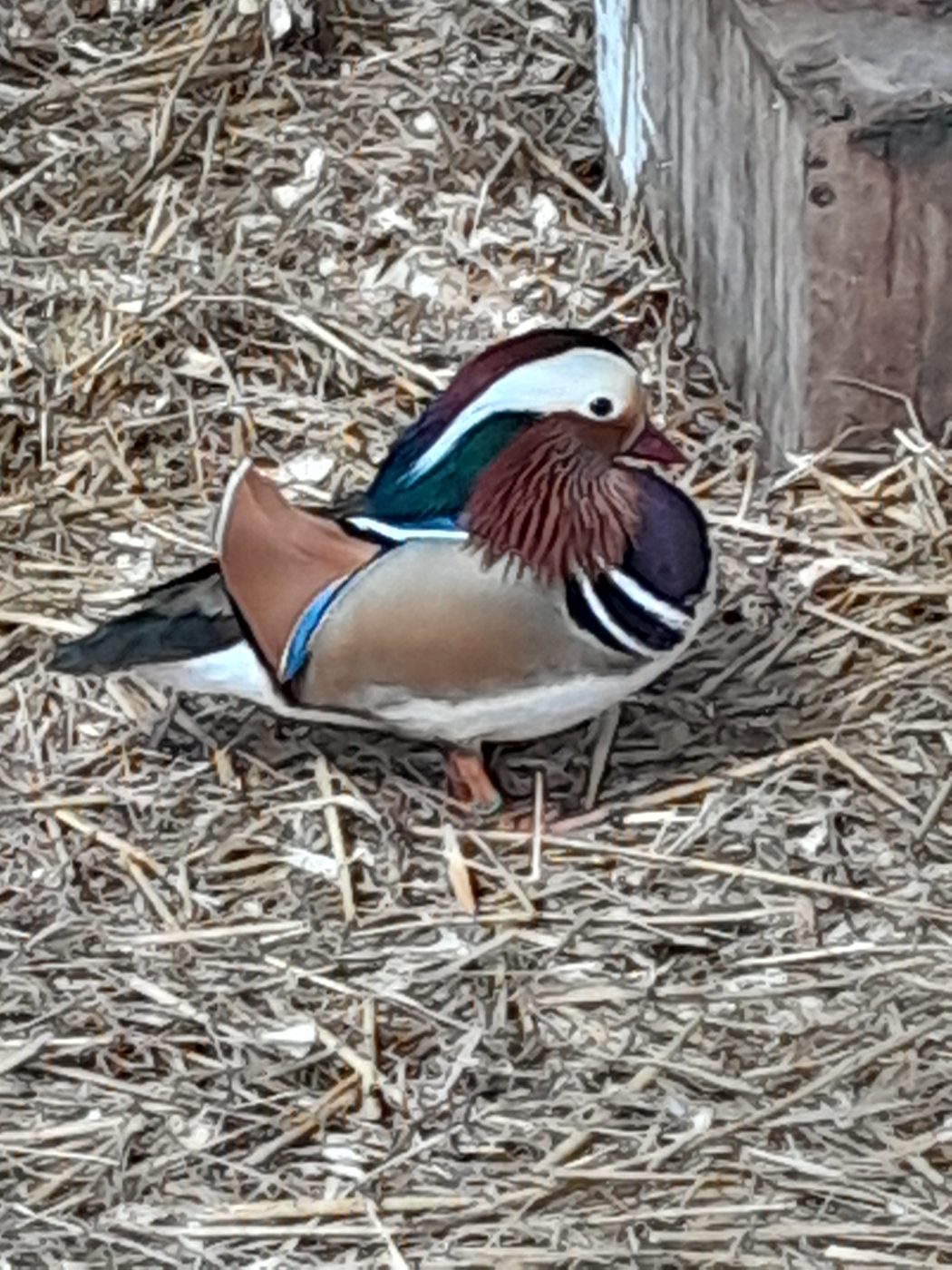 Photo de Visite de la ferme et animations pour les groupes