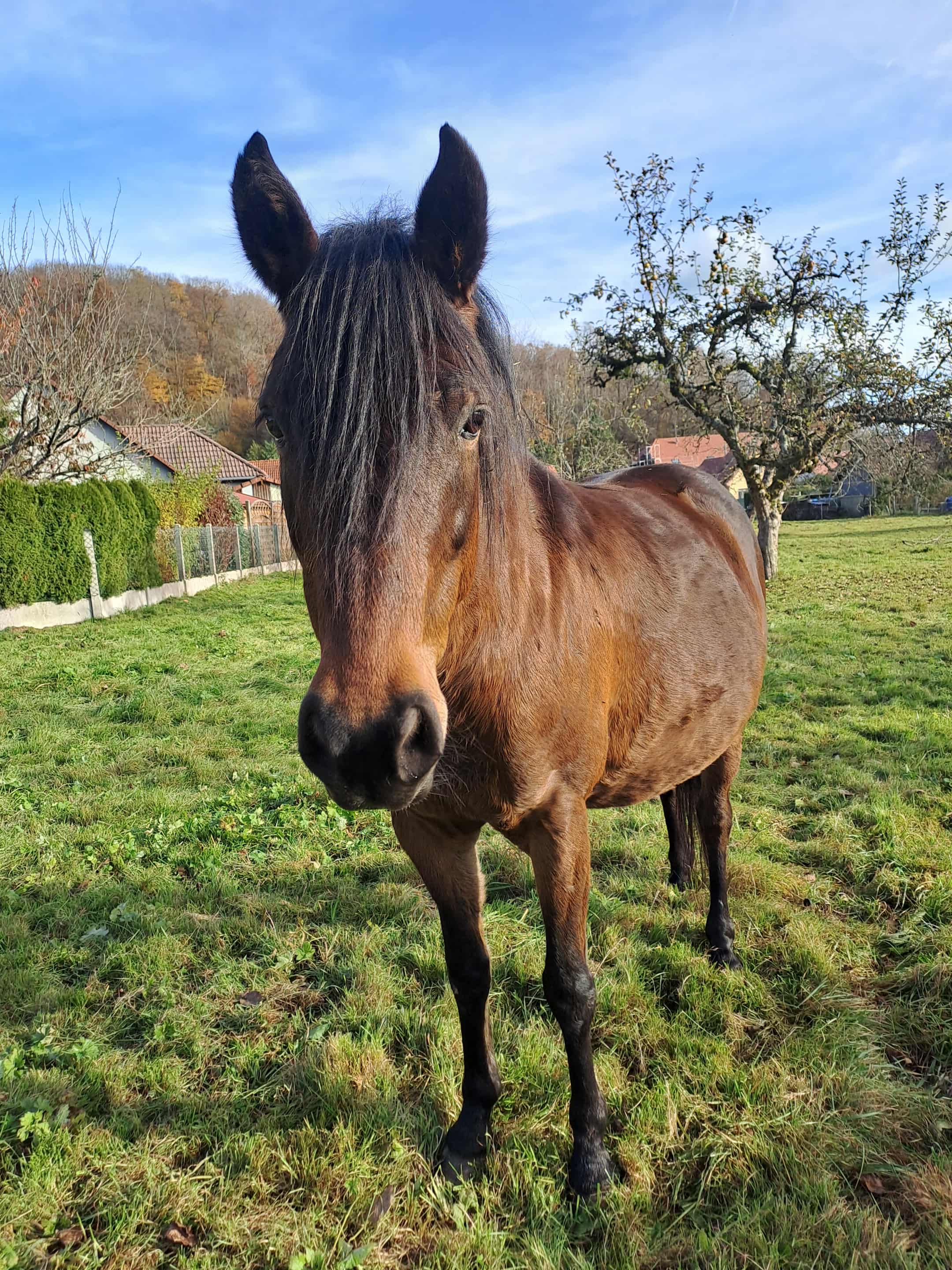 Photo de Visites pédagogique de la ferme