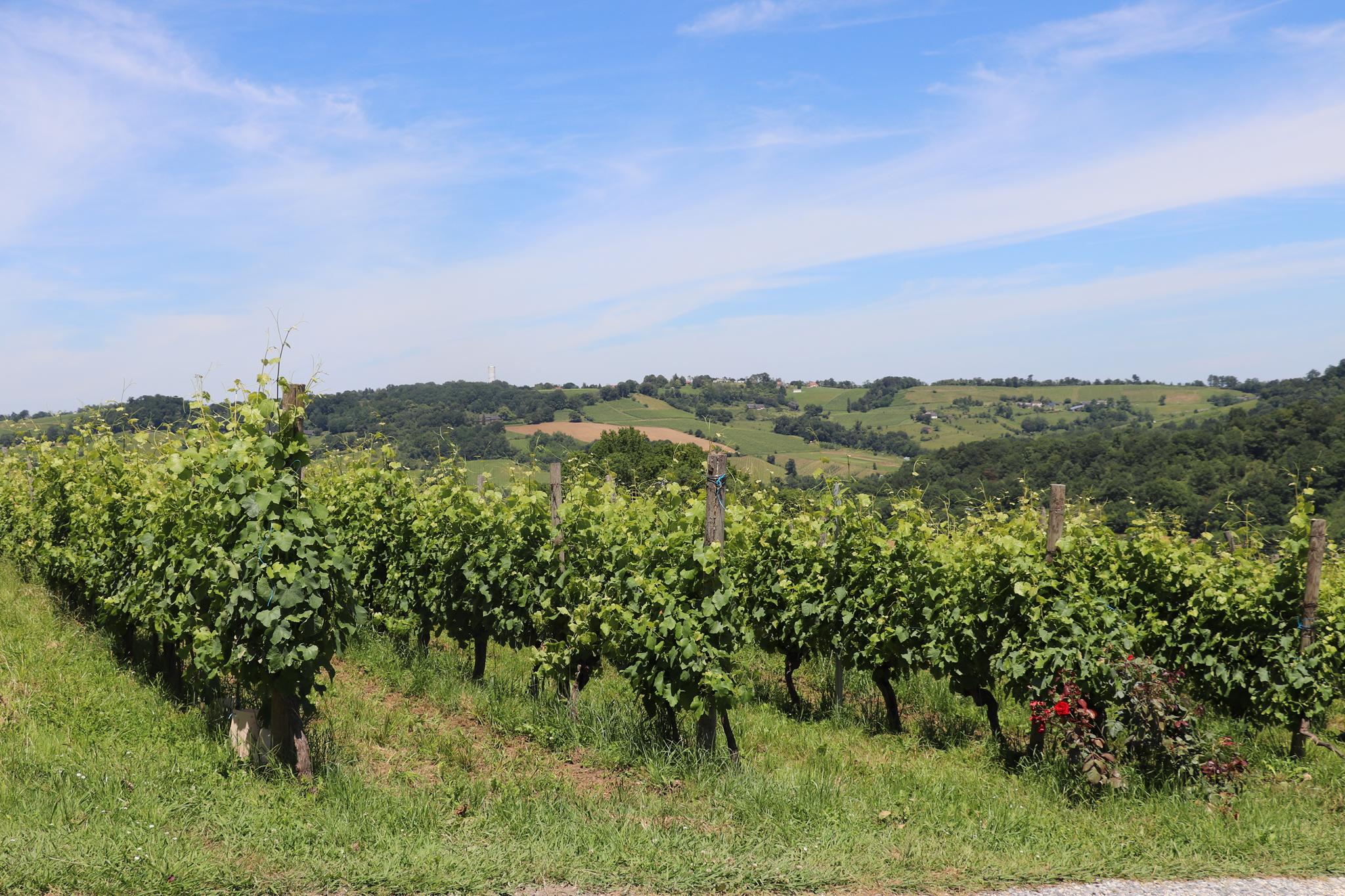 Photo de Balade vigneronne au domaine Montesquiou