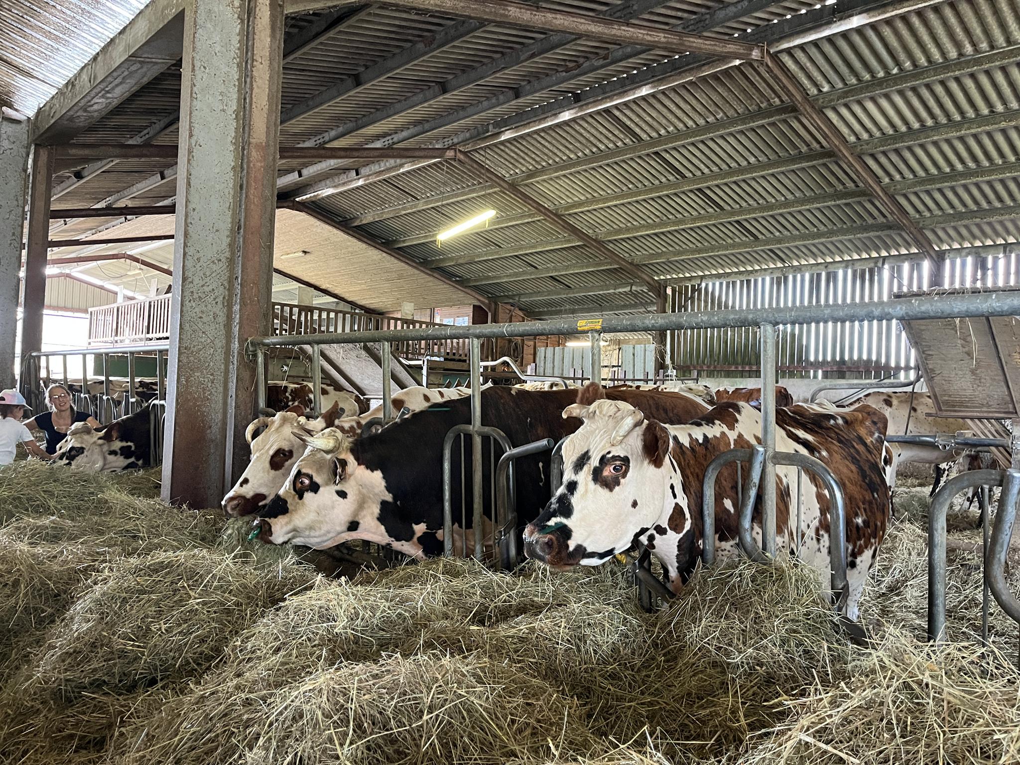 Photo de Brunch à la ferme Lait P'tits béarnais à Castétis