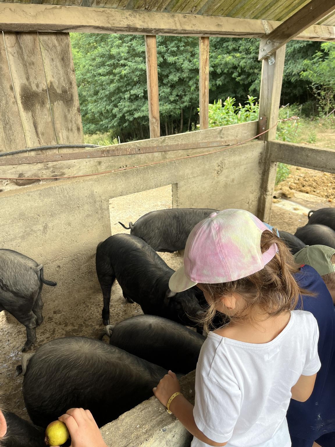 Photo de Brunch à la ferme Lait P'tits béarnais à Castétis