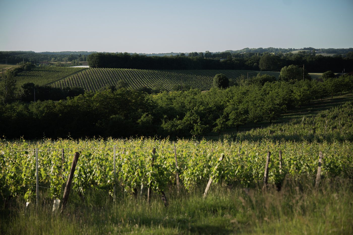 Photo de Visite guidée de la vigne à la cave.