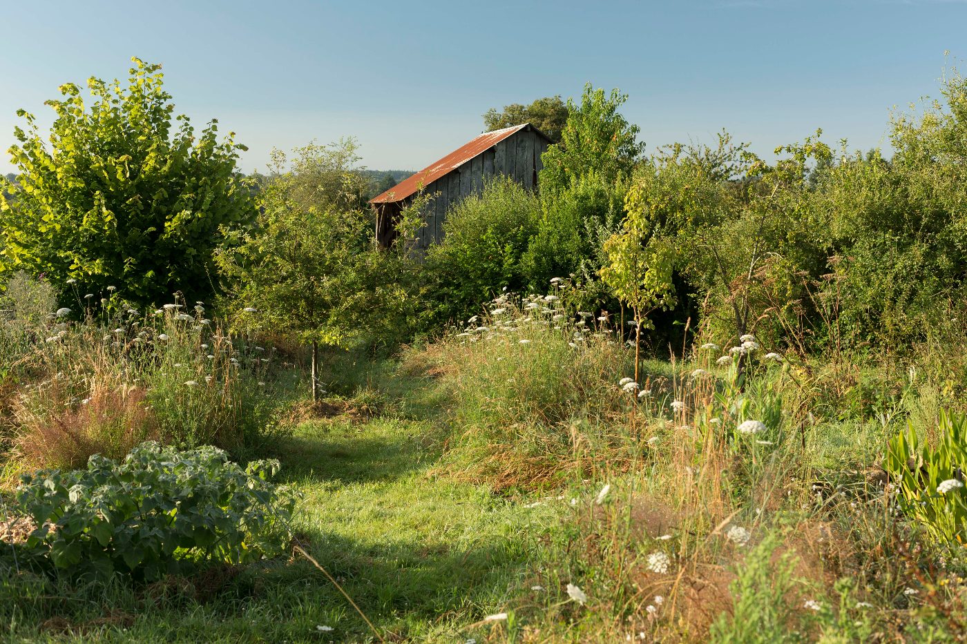 Photo de Visite à la découverte du jardin-forêt