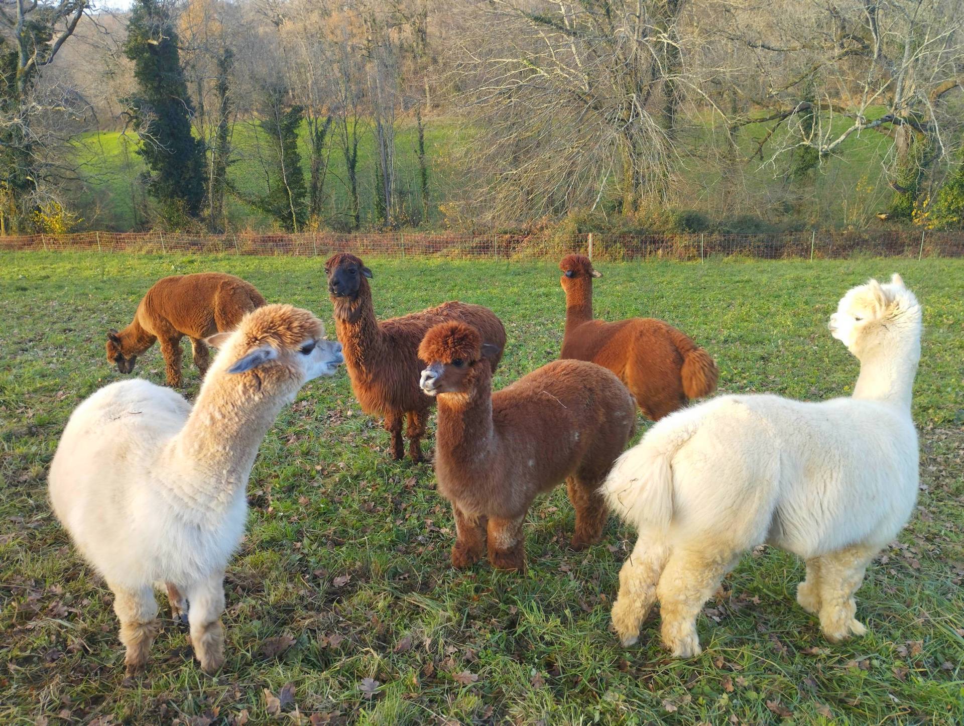Rdv à la ferme : de l'alpaga au tissage