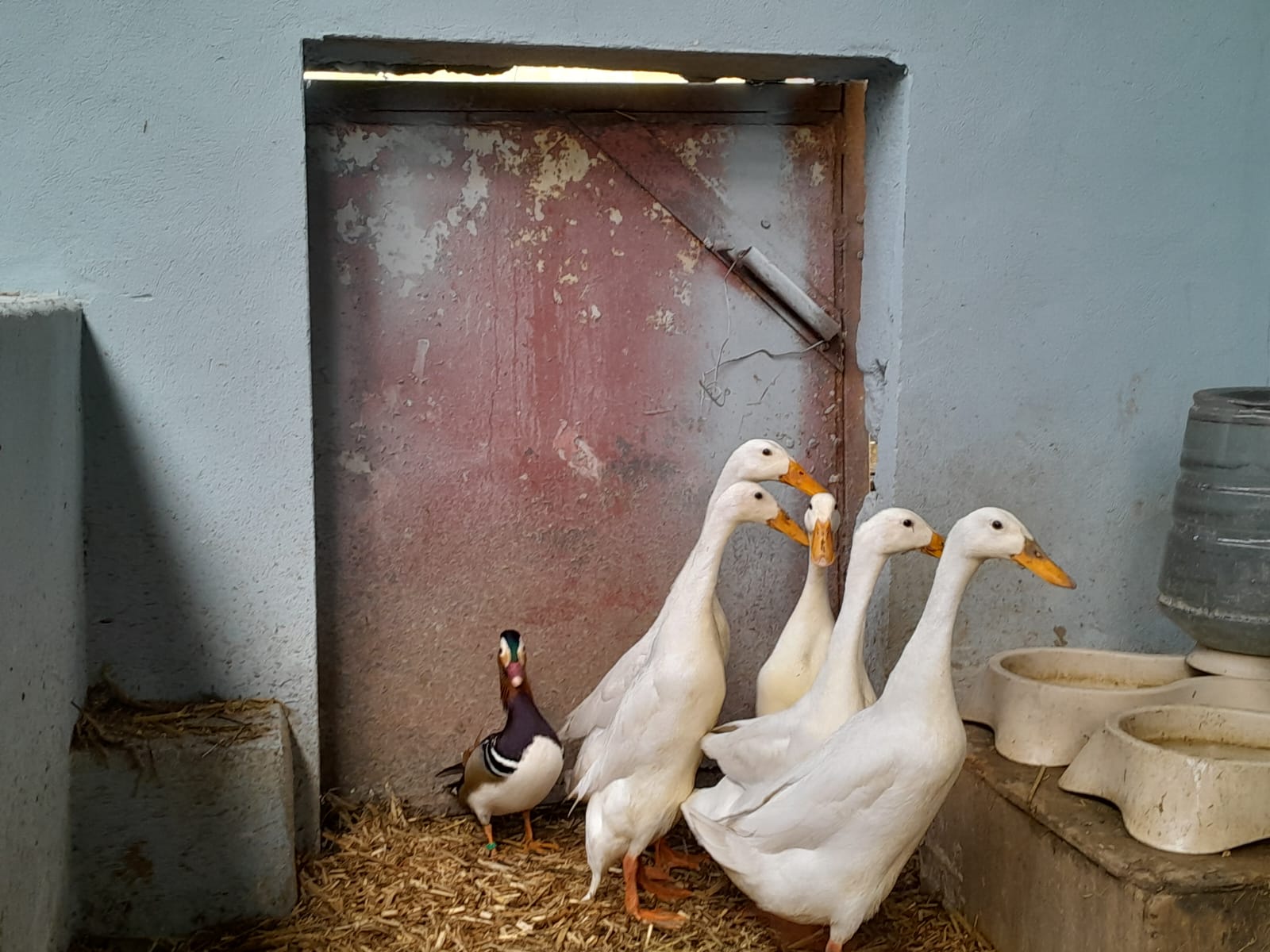 Photo de Visite de la ferme et animations pour les groupes