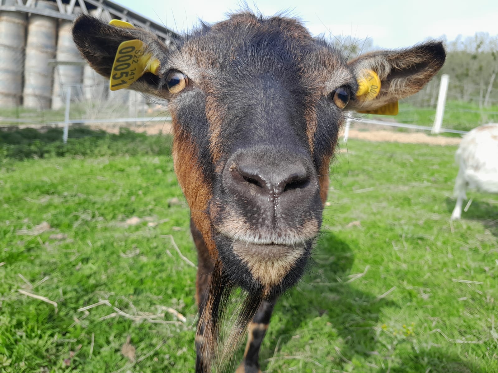 Photo de Visite de la ferme et animations pour les groupes