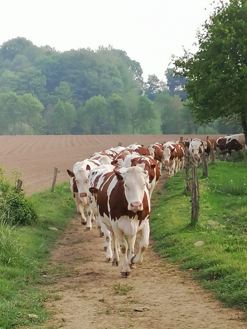 Photo de Visite et découverte de la traite de nos belles vaches Montbéliardes
