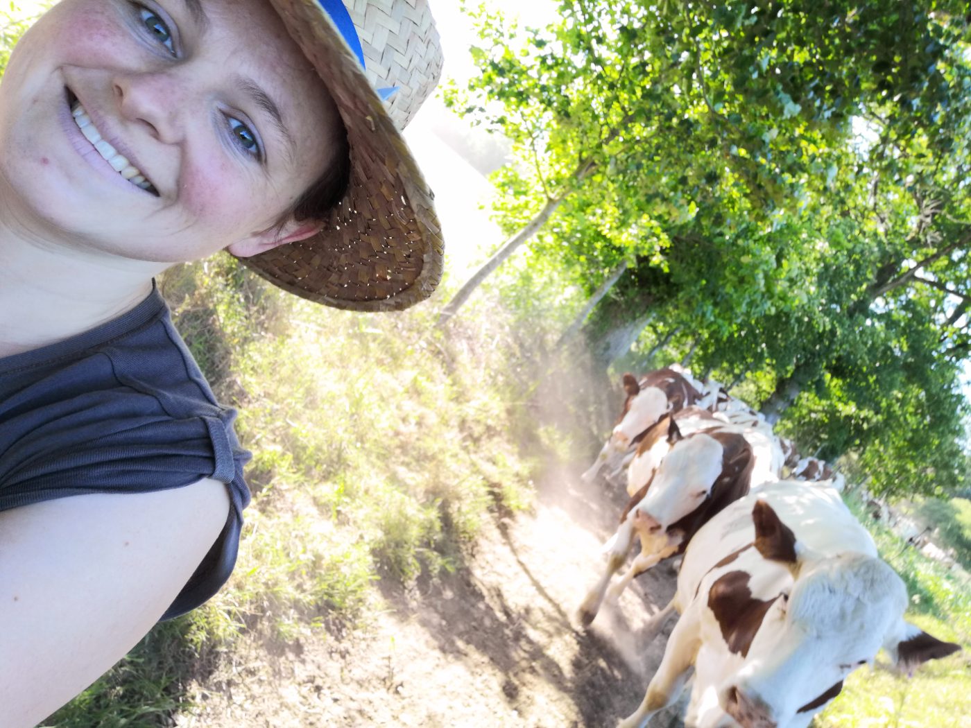 Photo de Visite et découverte de la traite de nos belles vaches Montbéliardes