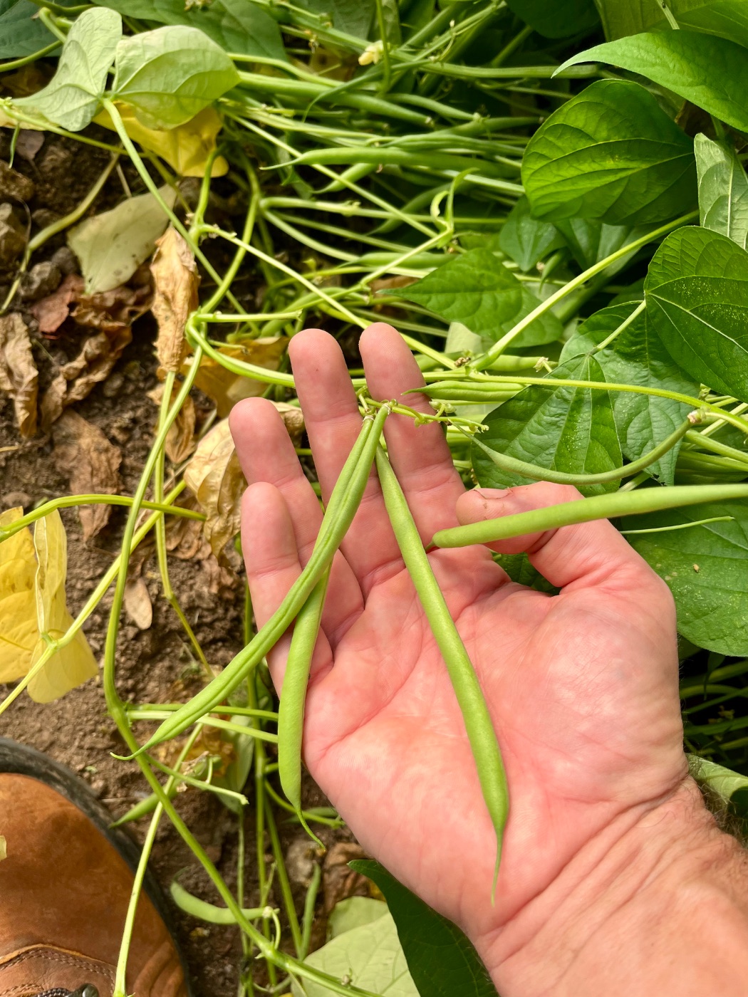 Photo de Visite et découverte du jardin
