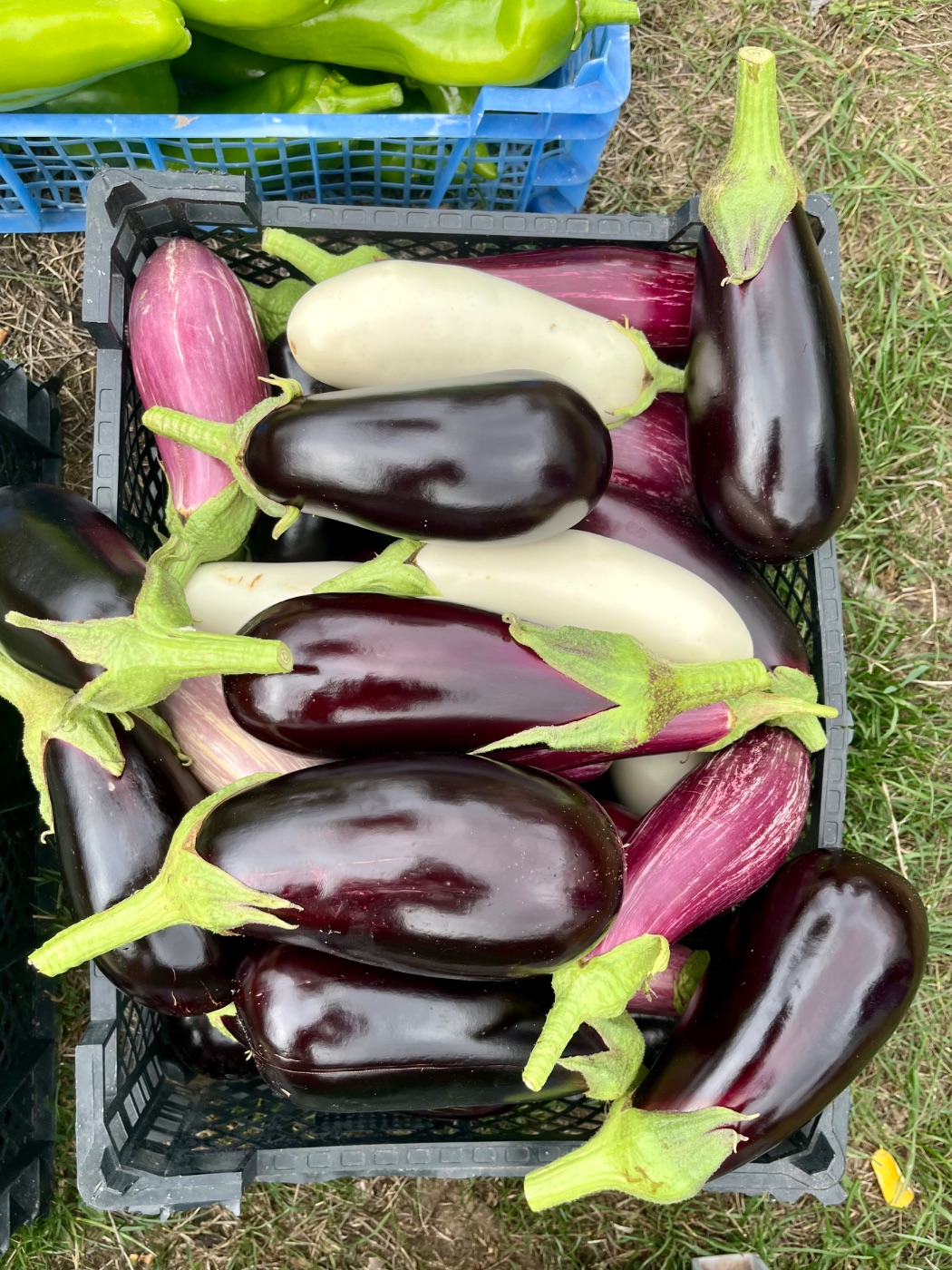 Photo de Visite et découverte du jardin
