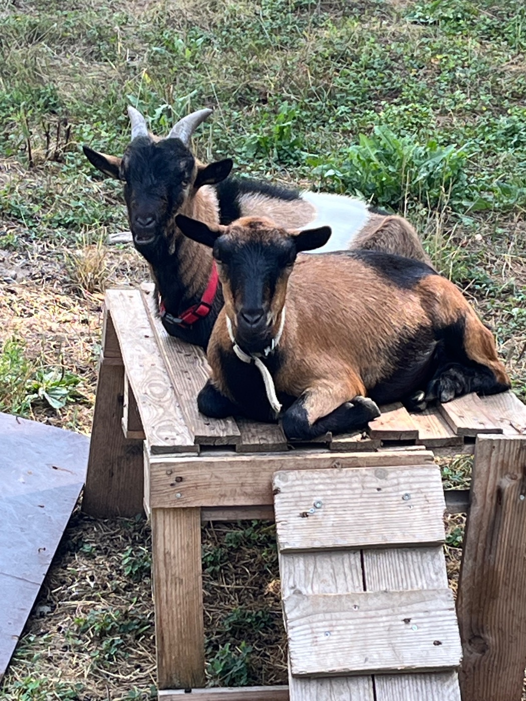 Photo de Visite de la ferme