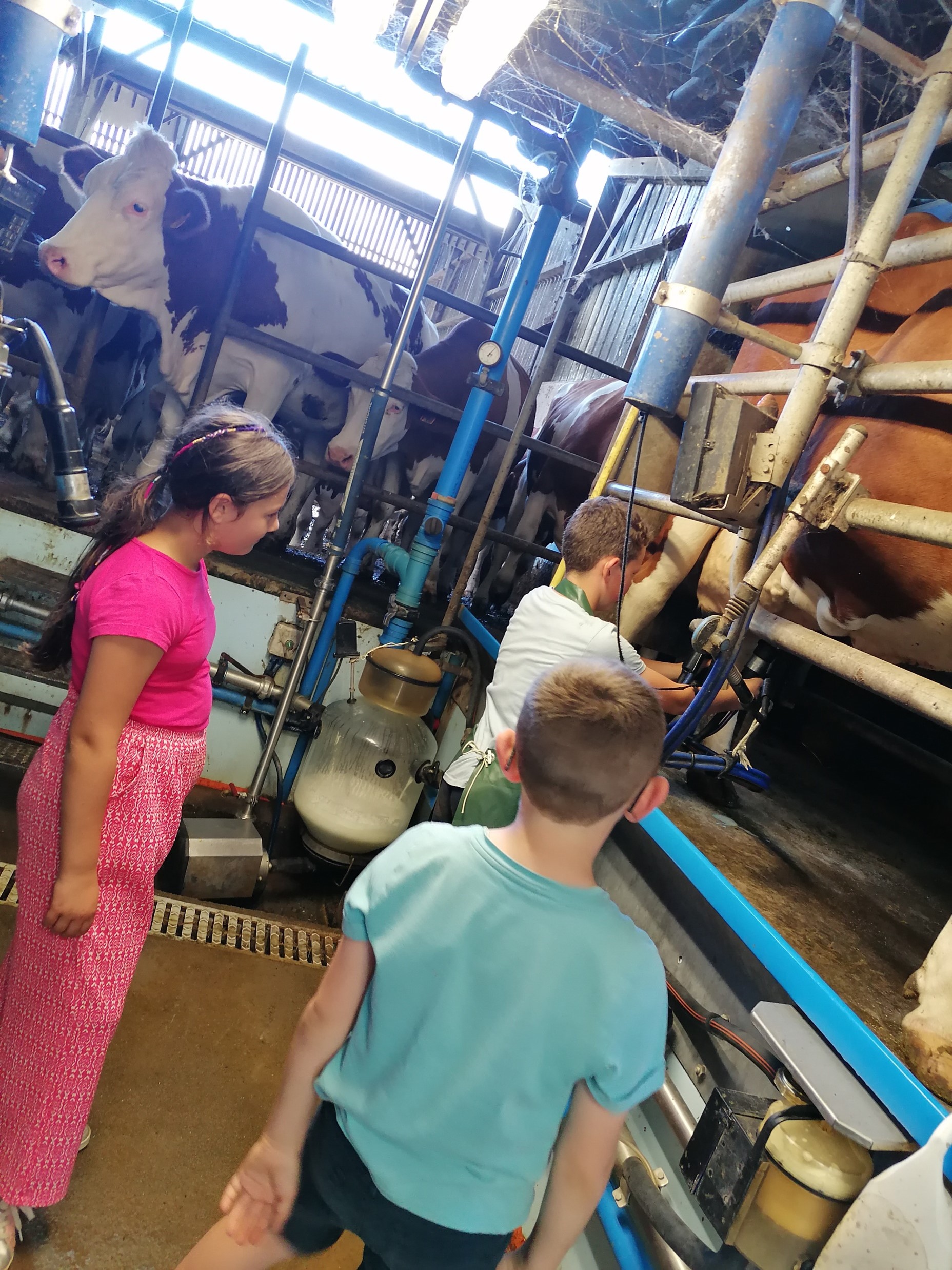 Visite et découverte de la traite de nos belles vaches Montbéliardes