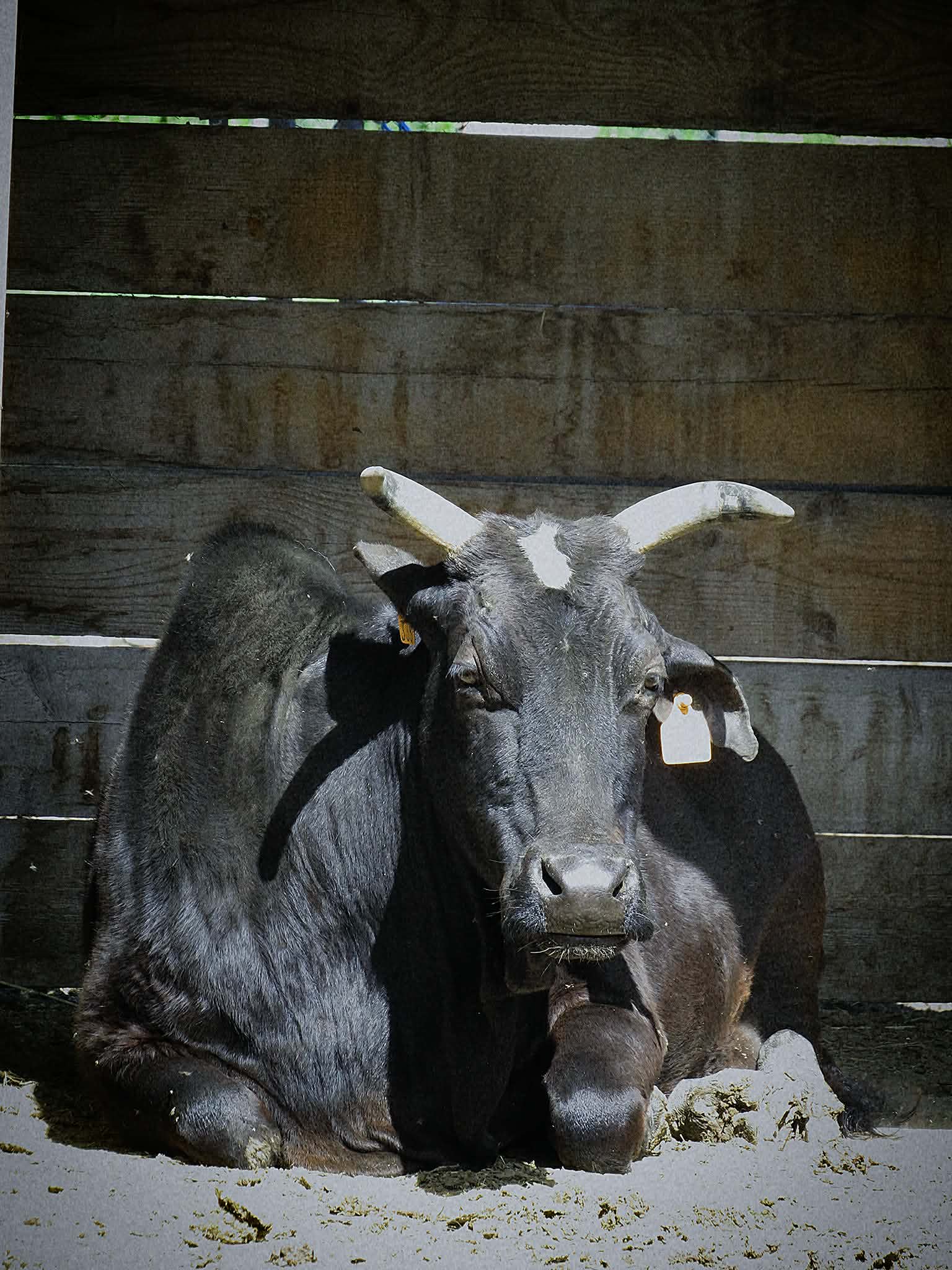 Photo de À la rencontre des animaux du Mas de la Gallinière