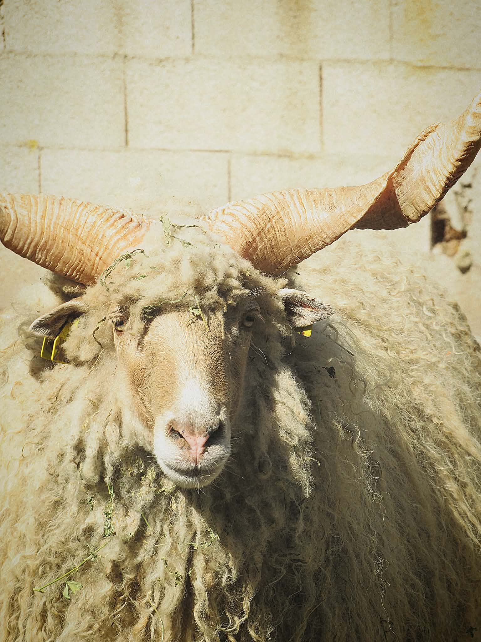 Photo de À la rencontre des animaux du Mas de la Gallinière