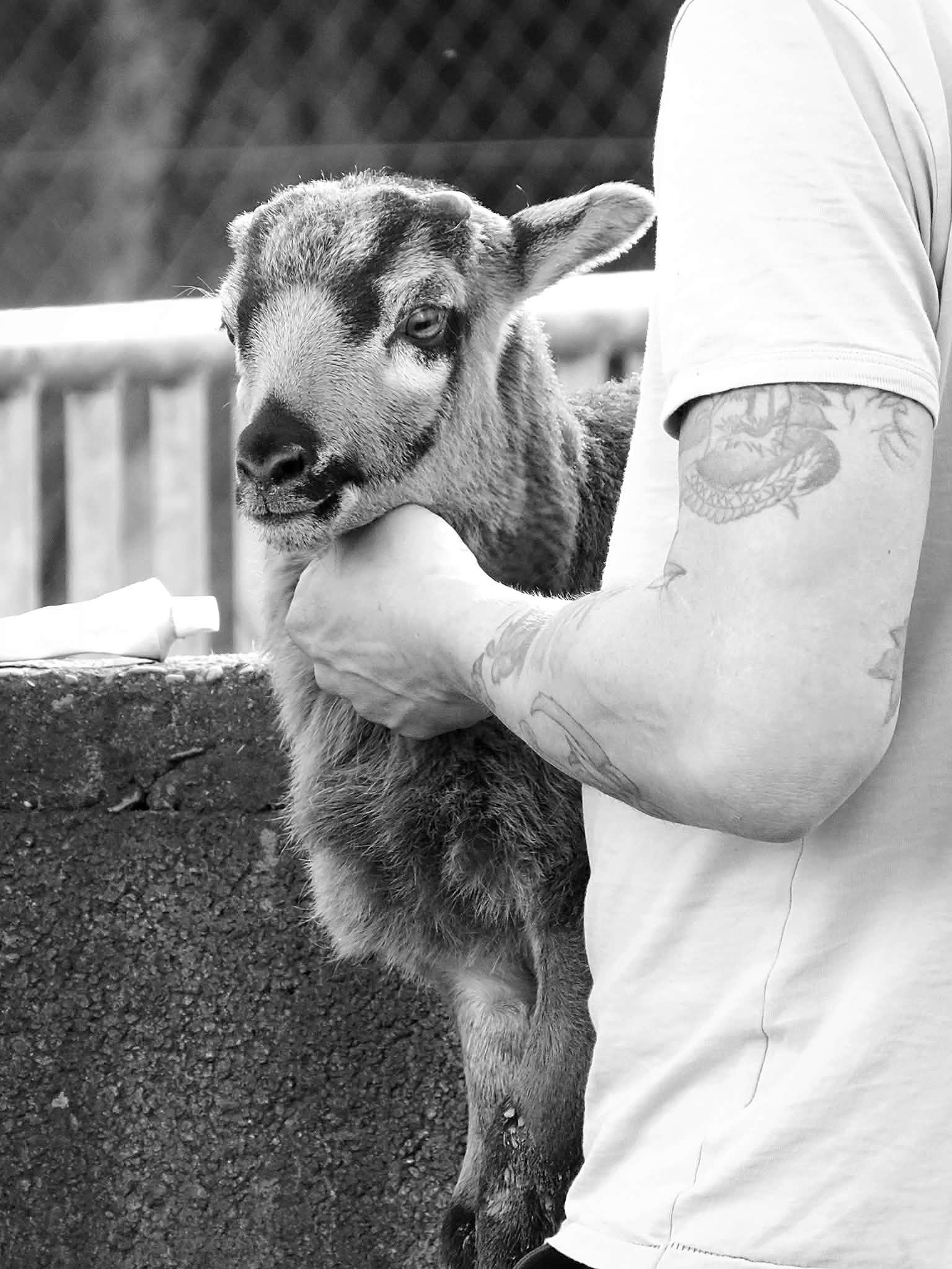 Photo de À la rencontre des animaux du Mas de la Gallinière