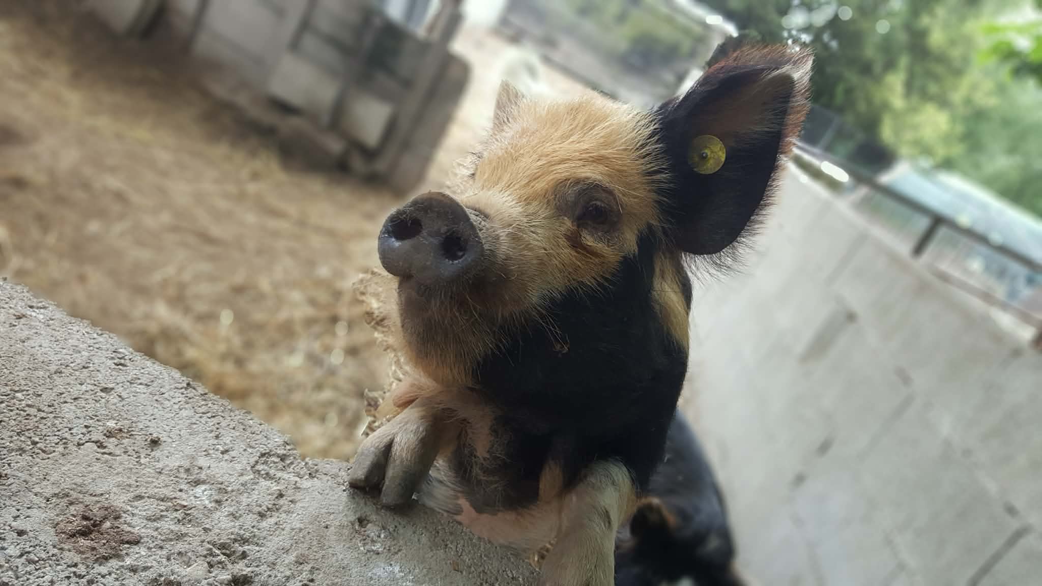 Photo de À la rencontre des animaux du Mas de la Gallinière