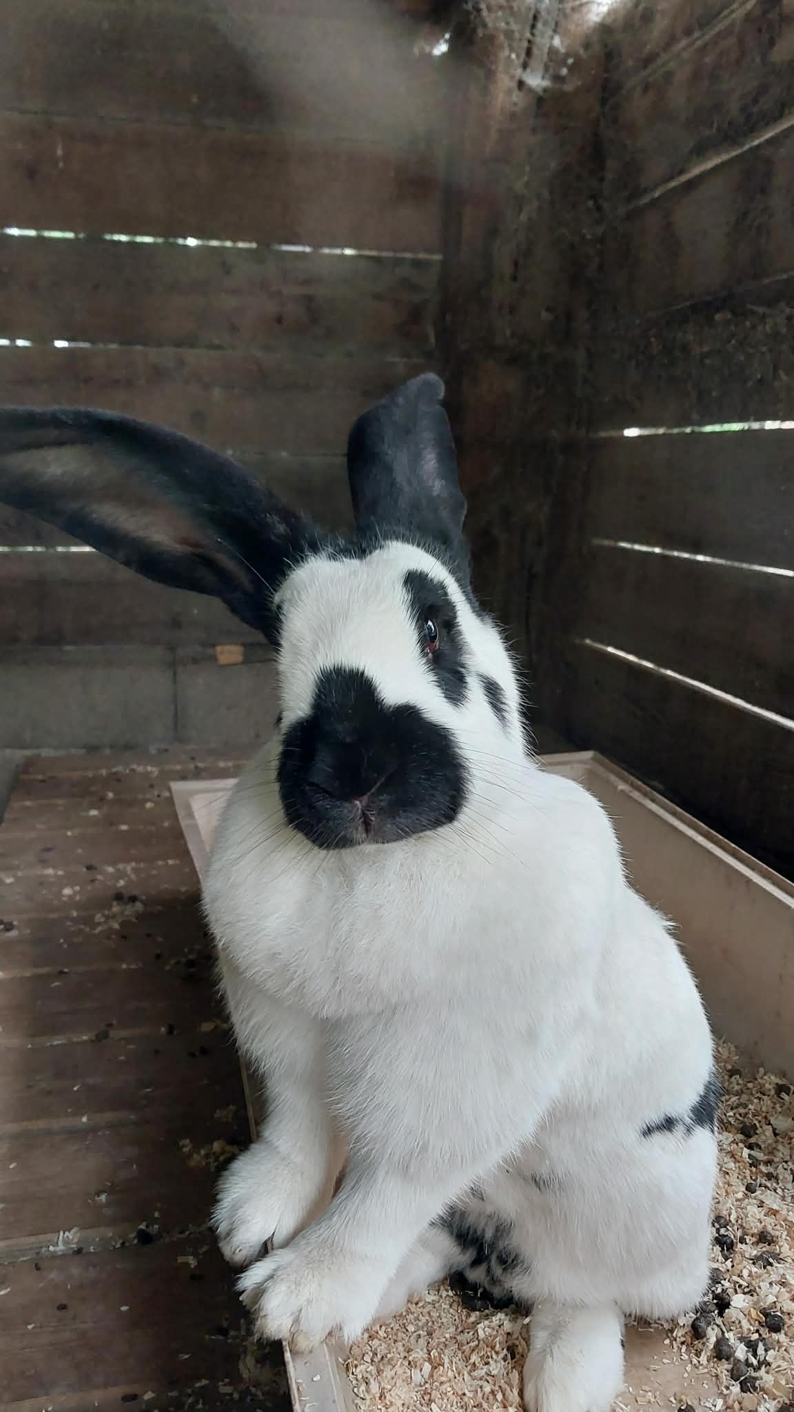 Photo de À la rencontre des animaux du Mas de la Gallinière