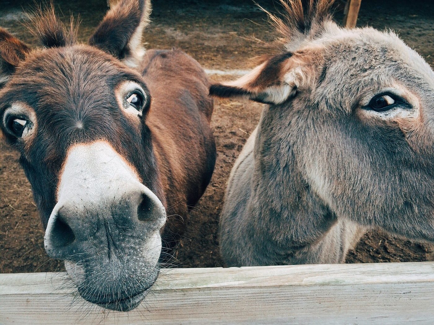 Photo de À la rencontre des animaux du Mas de la Gallinière
