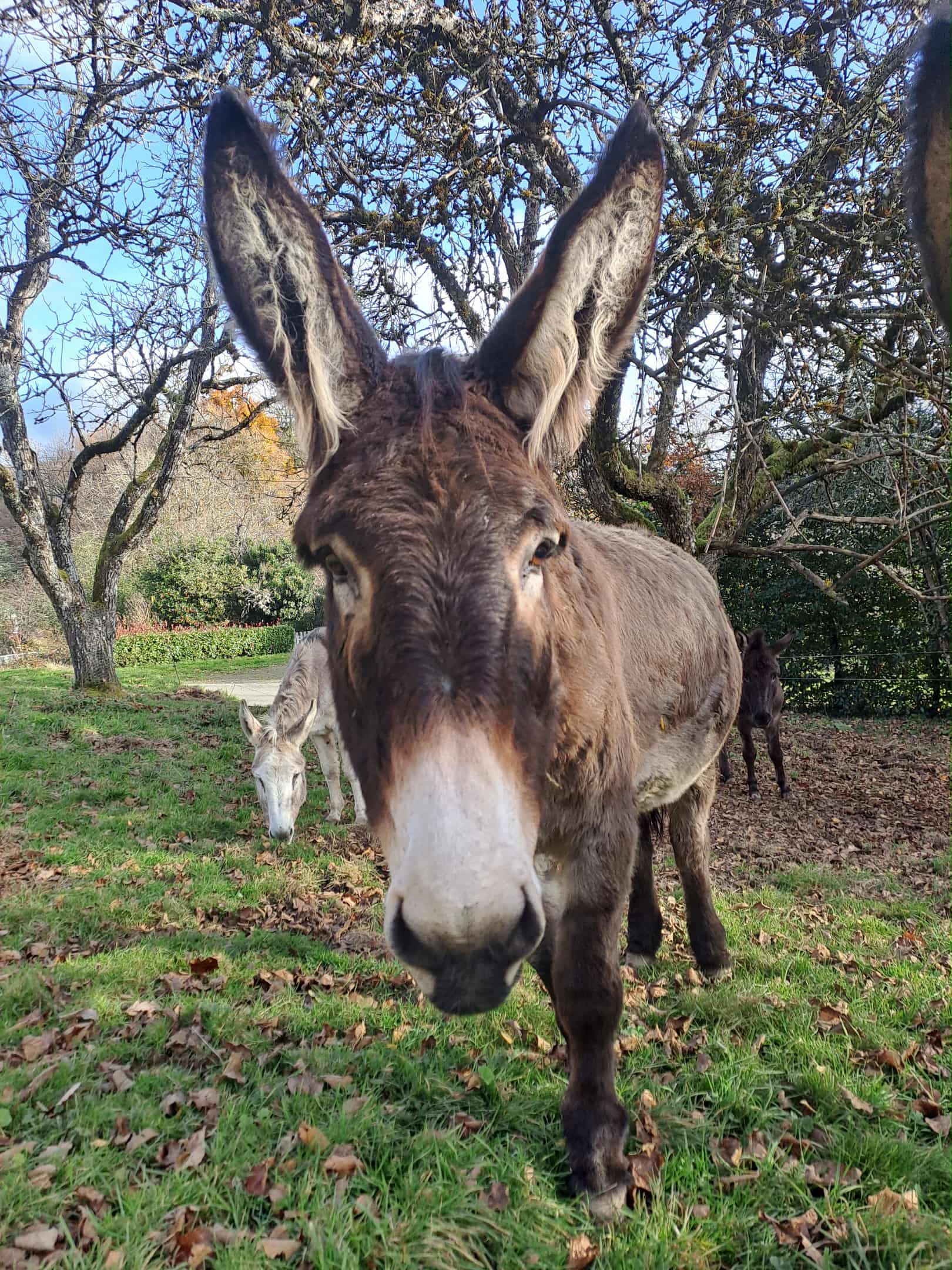 Photo de Visites pédagogique de la ferme