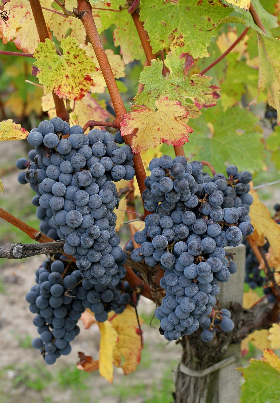 Photo de Visite du domaine avec le vigneron