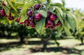 Cerises exceptionnelles