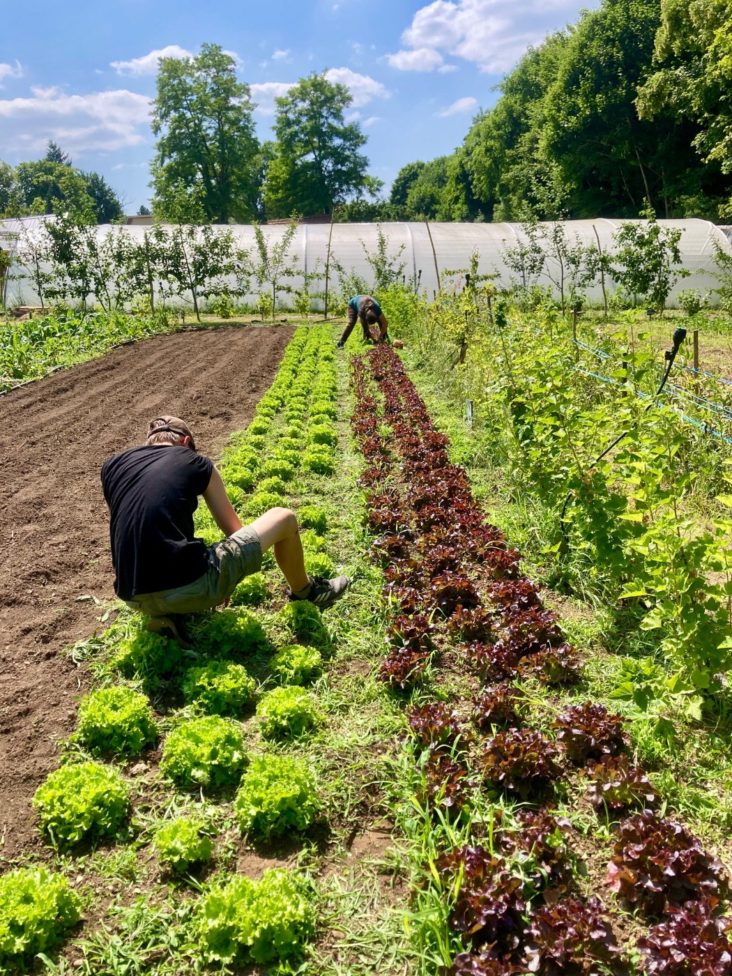 Photo de Visite et découverte du jardin