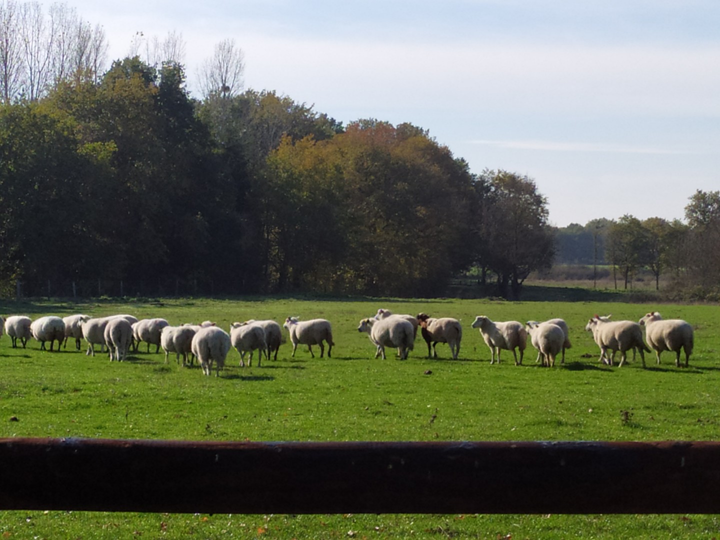 Photo de Elevage de chevaux et moutons