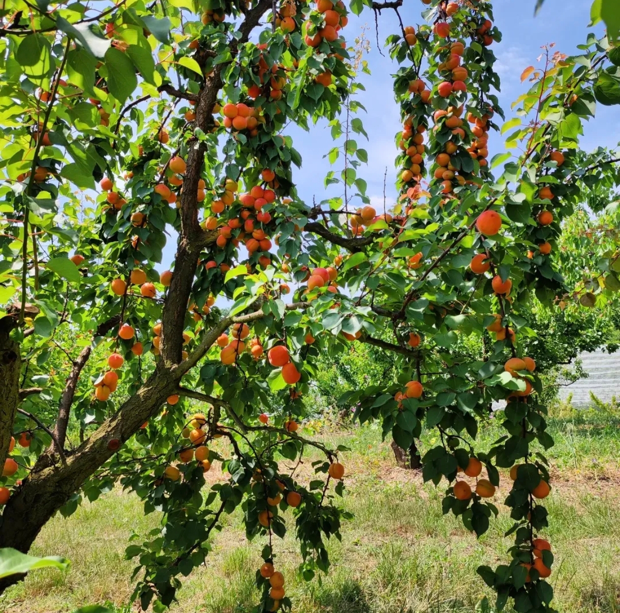 Photo de La paillote 