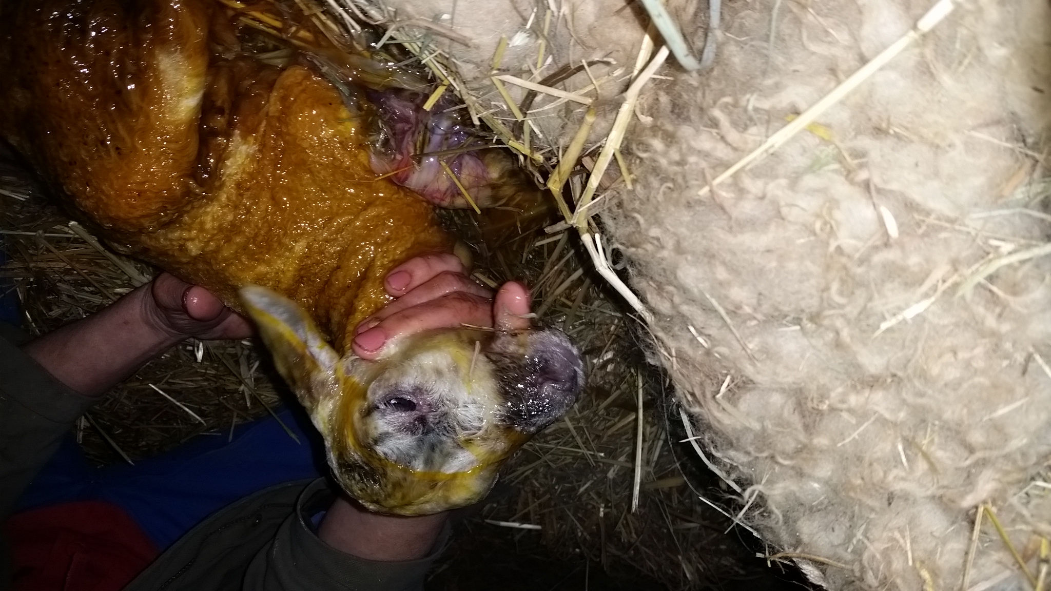 Photo de La Ferme de Flo'