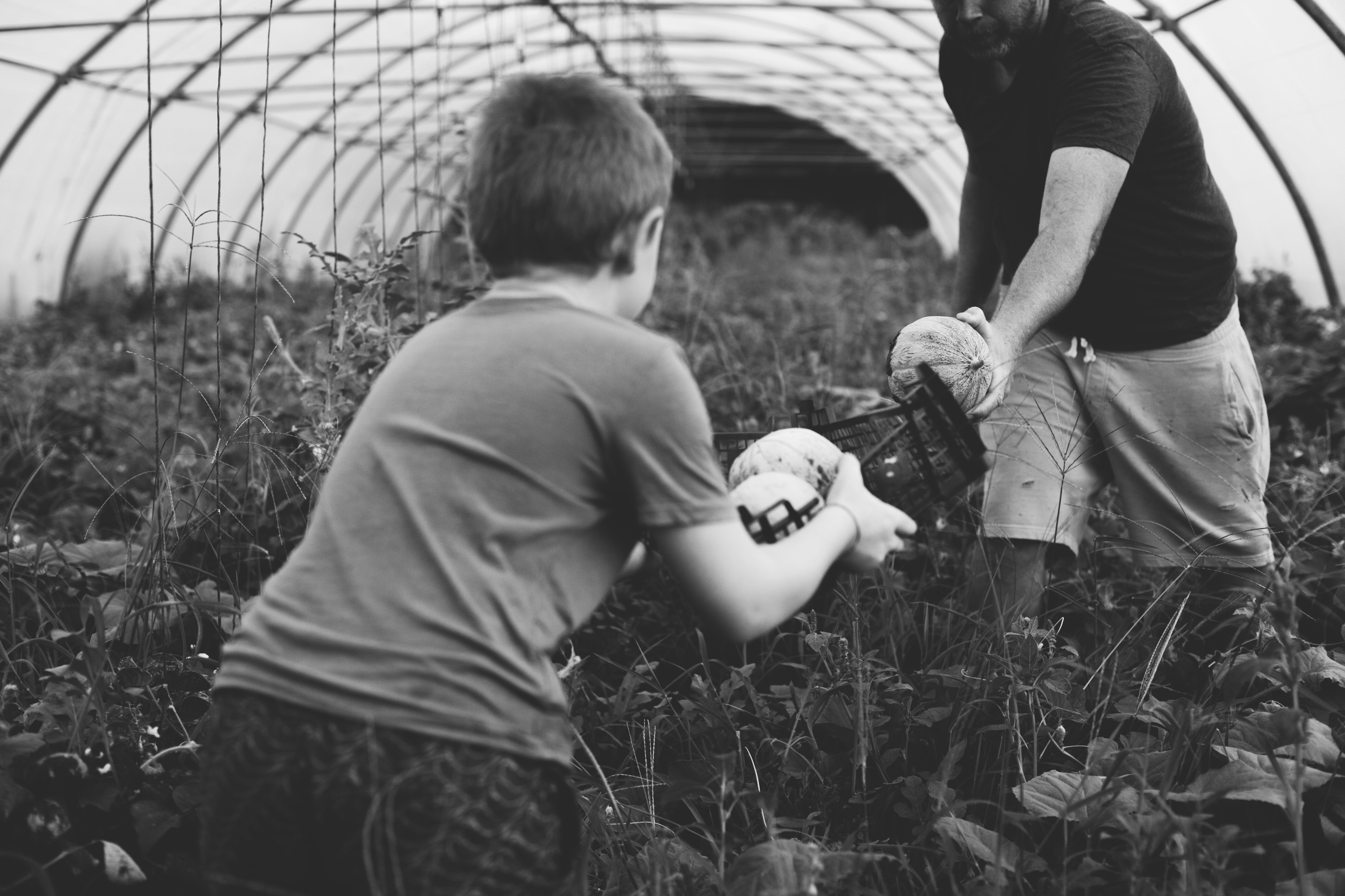 Photo de Elevage Familial Faur, La Ferme des Cairns