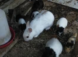 Photo de Visite de ferme