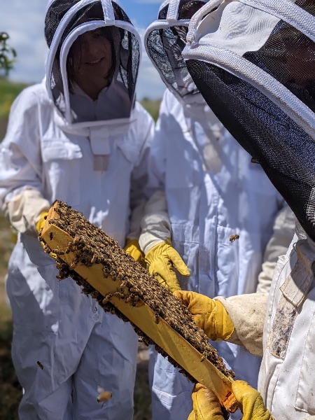 Photo de Baptême d’apiculture - Adultes