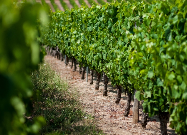 Photo de Château Eugénie