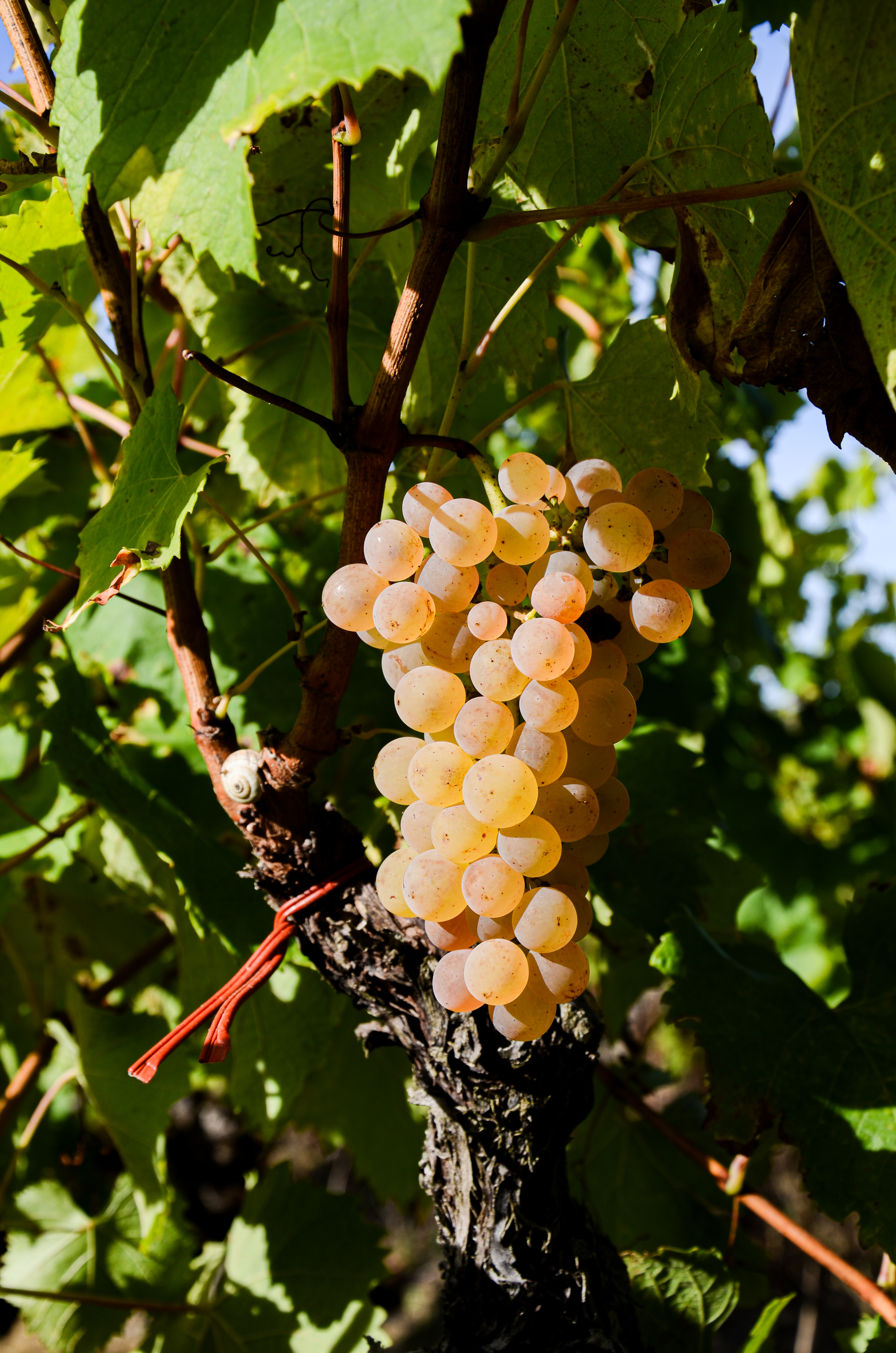 Photo de Vignobles Jérôme Bézios