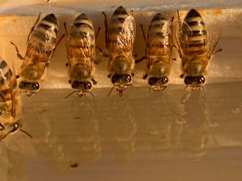 Photo de Découverte de l'apiculture 