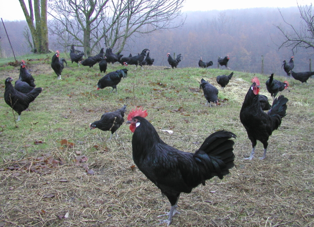 Photo de Le Mas de Monille