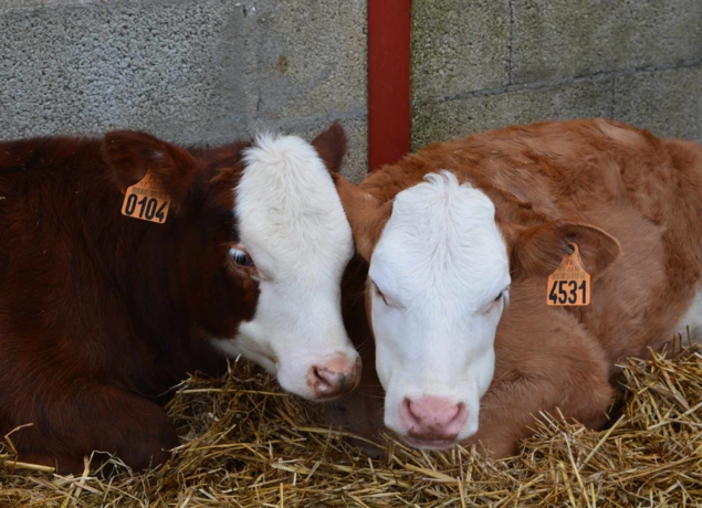 Photo de LA FERME DU GRAND CHEMIN