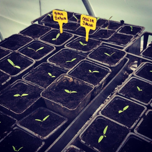 Photo de atelier semis de printemps