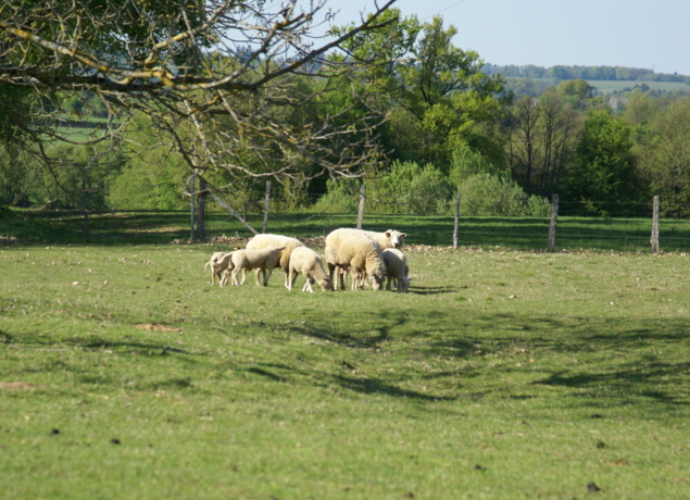 Photo de EARL LA COLLINE AUX FRUITS - Alvina Nauche et Thierry Bouillaguet