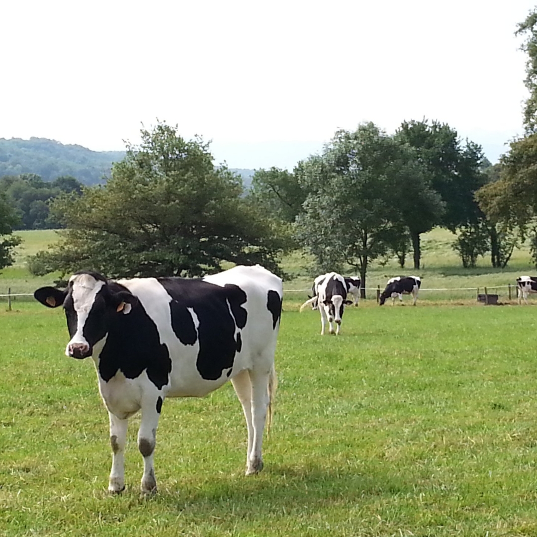 Photo de Découverte de la ferme du Castérieu