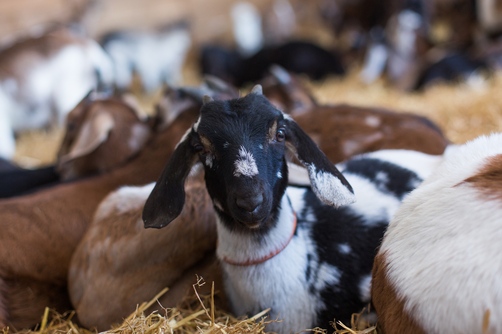 Photo de Elevage Familial Faur, La Ferme des Cairns