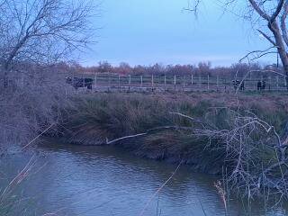 Photo de Visite de l'élevage de Taureau au Délices du Scamandre