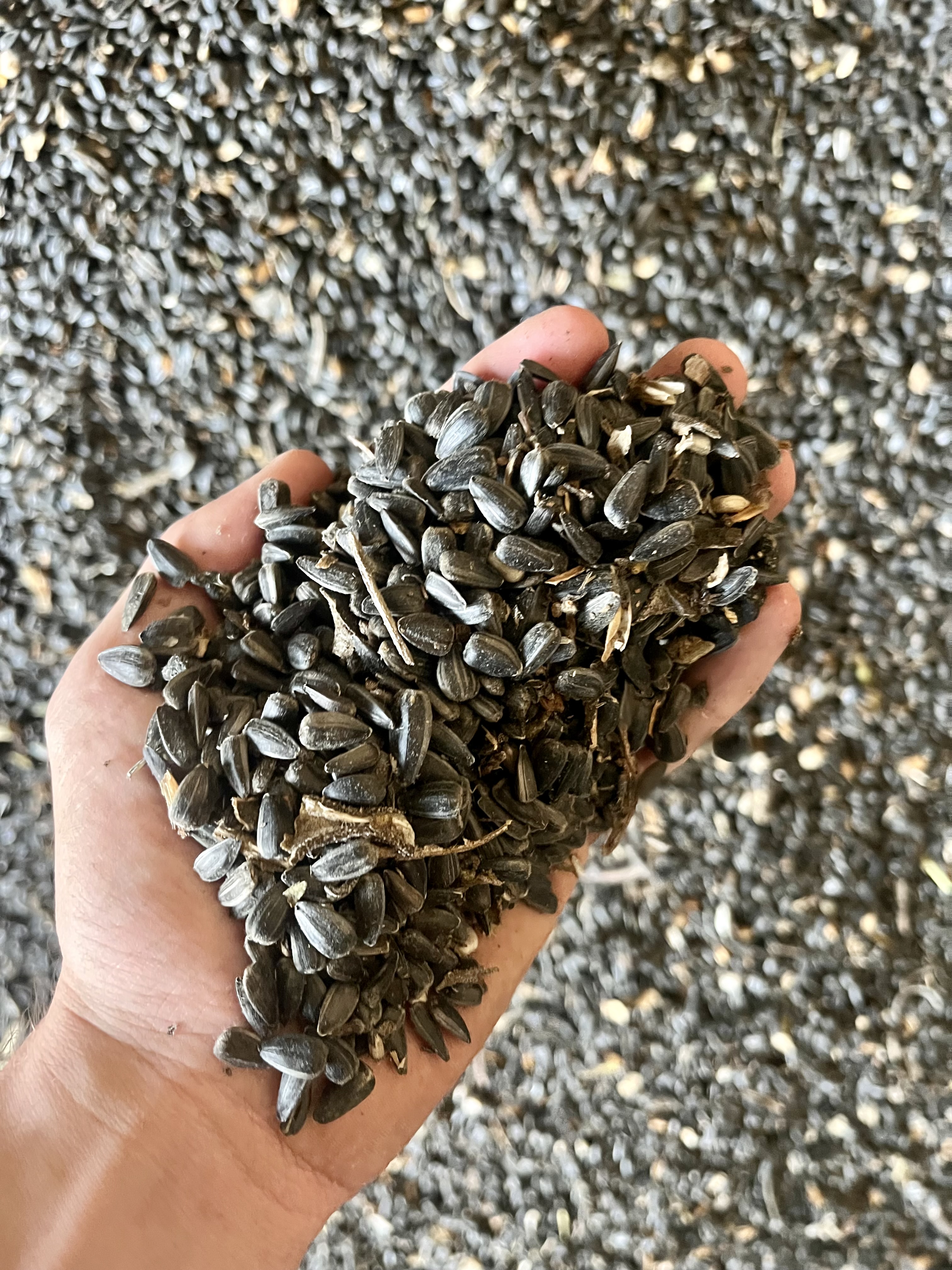 Photo de Dégustation d'huiles artisanales