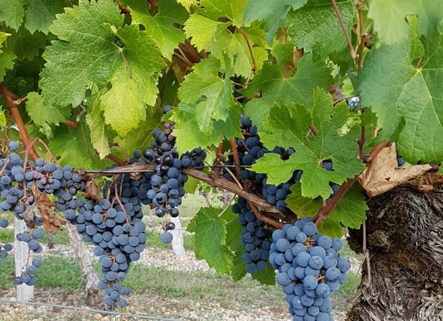 Photo de VIGNOBLE PIERRO - Carine et Philippe Sagaz