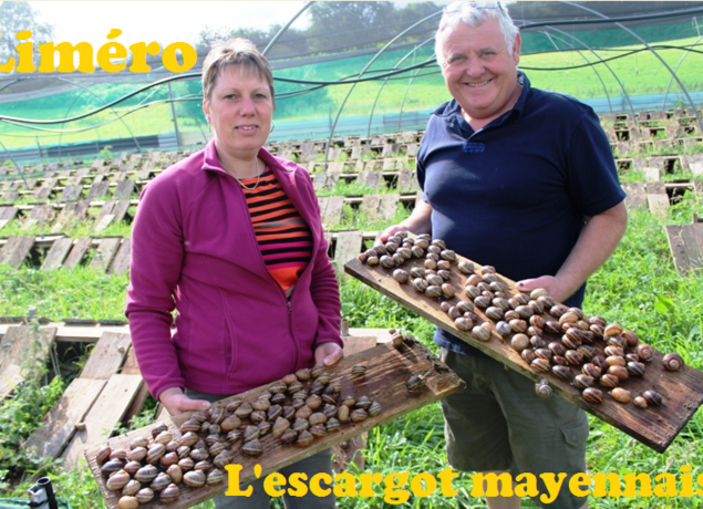 Photo de Limero l'escargot mayennais