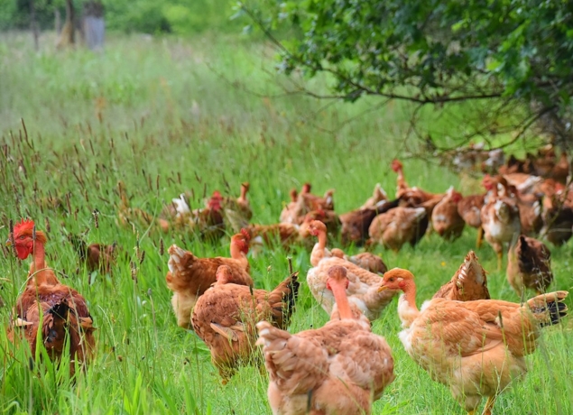 Photo de Ferme Lestrade