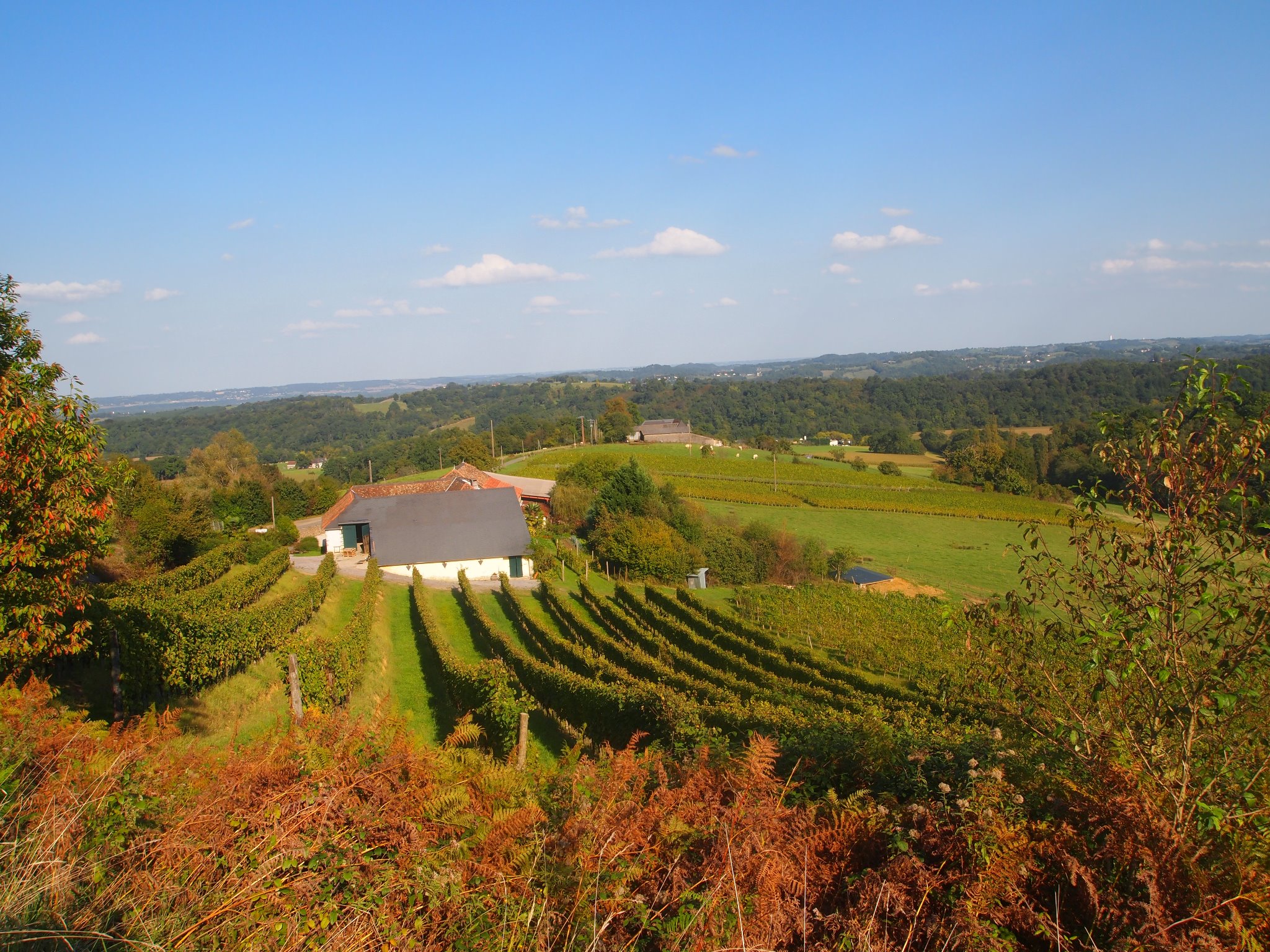 Photo de Balades vigneronnes au Domaine Larroudé en AOC Jurançon