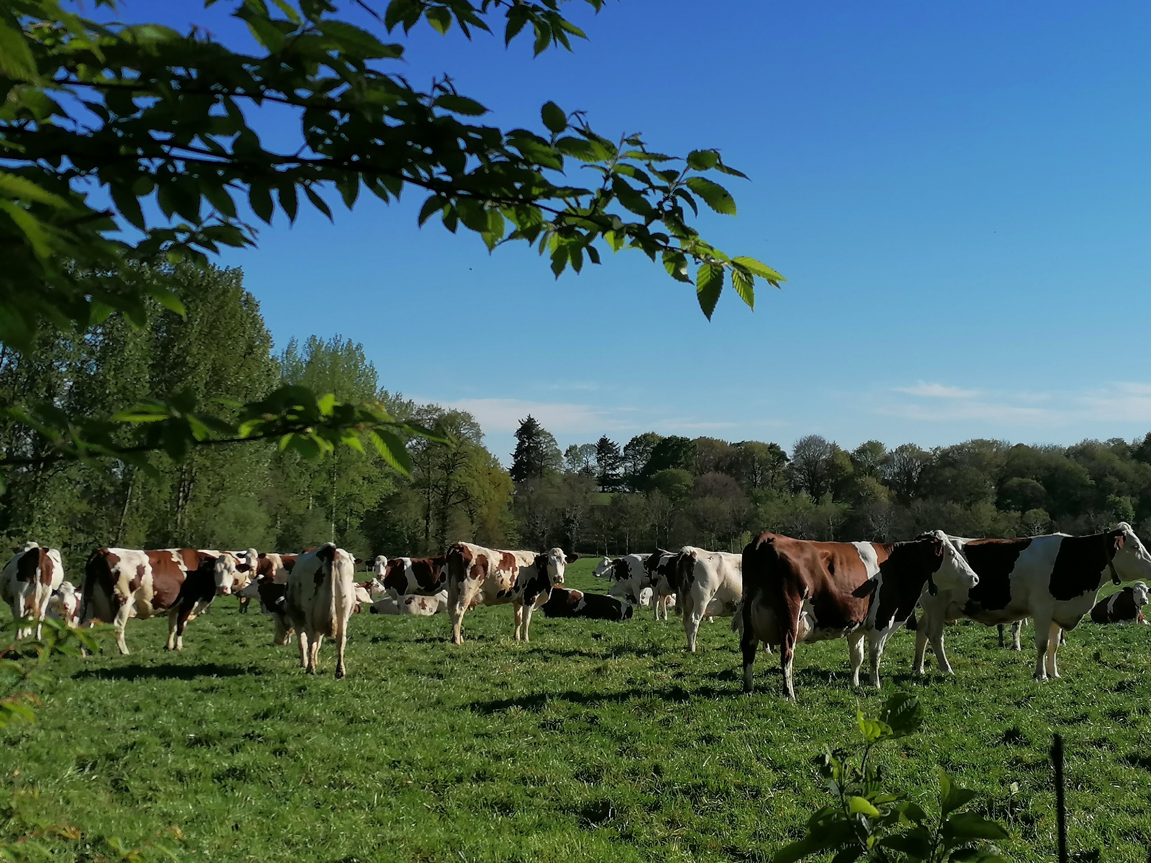Photo de LA FERME LAIT GAILLARDISES
